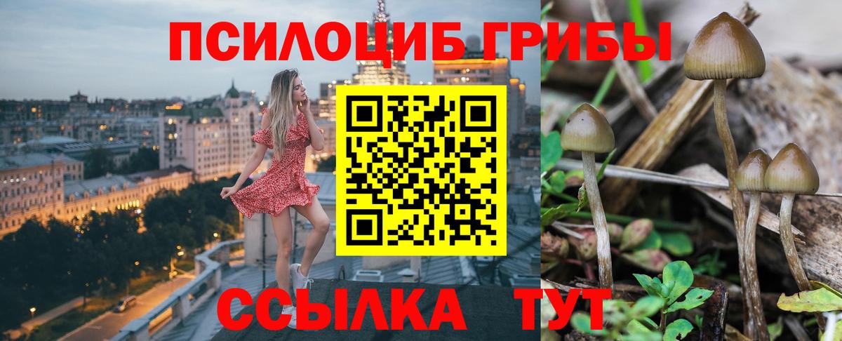 Псилоцибиновые грибы Psilocybine cubensis Бутурлиновка